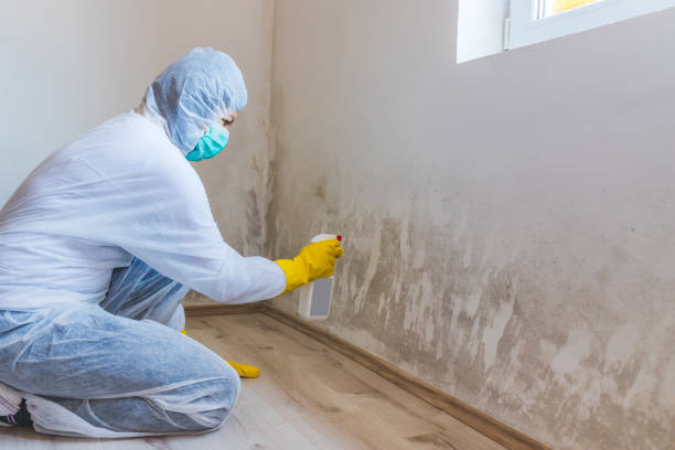 Licensed Basement Mold Remediation service in Yorktown, TX - Mold Remediation HQ